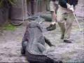 ...a short movie about aligators