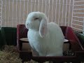 Bunny falling asleep Bunny falling asleep