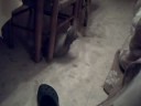 video de micha y oza jugando con la bola de pelos y dando saltos y peleillas en plan rocky xD