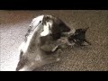 Epic Kitten Battle