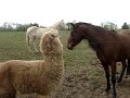 Cute Alpaca Video