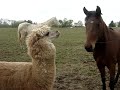 Cute Alpaca Video