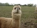 Cute Alpaca Video