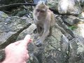 Funny monkey feeding (Thailand, AO Nang)