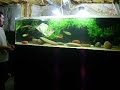 feeding the pbass