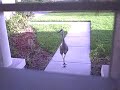 Bird VS Mike