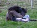 Kvíka giving birth