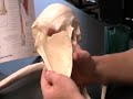 Overview of Pectoral Girldle and Arm