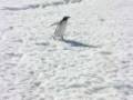 Gentoo Penguins, Cuverville Island Gentoo Penguins, Cuverville Island
