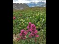 Black Bear Pass, Colorado Black Bear Pass, Colorado