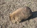 Wombat Maria Island Tasmanie