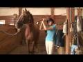 Horse Care & Buying Tips : How to Choose a Thoroughbred Horse