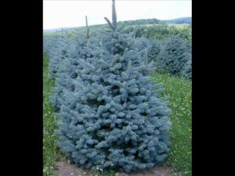 how to replant cut christmas tree