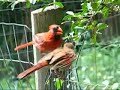 Male Cardinal & Fledgling