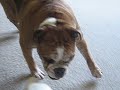 Wrestling Bulldog and Boxer Puppy