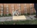 videos de Skeeter's Wobble Board Intro - 7 Mo Old