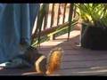 Determined Squirrel