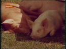 Nickelodeon: Nick Alive! (Continuity) with Moo & Yoo - 1995 Nickelodeon: Nick Alive! (Continuity) with Moo & Yoo - 1995