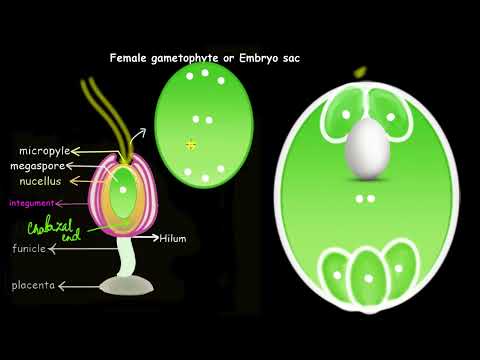 Formation of the embryo sac | Sexual reproduction in flowering plants | Biology | Khan Academy