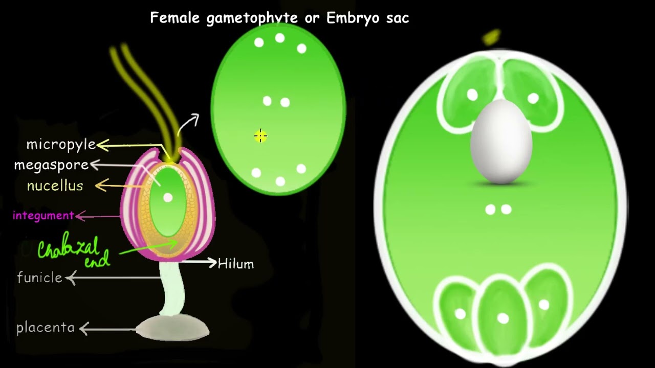 Formation of the embryo sac | Sexual reproduction in flowering plants | Biology | Khan Academy