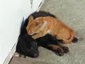 Dr. Felis Domesticus, D.O. does OMT on patient Canis Lupus