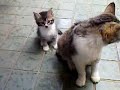 ???????080526 ???????080526