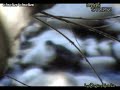 Cinclus cinculus - dere kuşu - Documentary by-Özgür Alptekin