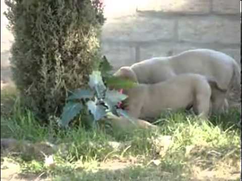 HUGE BONE CHampion sire pups