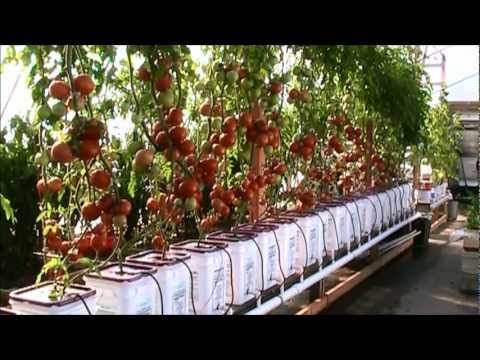 how to fertilize greenhouse tomatoes