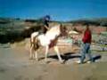 videos de ratero y poker