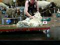 The Sheep Shearing Show