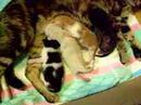 Tierna escena de mis gatitos peleando y luchando por hacerse con un pezón de su madre. Unos lo encuentran en seguida. A otros les cuesta mas trabajo. Solo tienen unos días de vida.para consejos sobre gatitosFondos de escritorio de gatosmas Videos divertidosY mas cosas felinas, vista:http://gatitos.anunciosdecompraventa.com