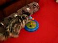 videos de Ode aan Cattery Liesbrit