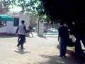 Pigs in Iqra University Islamabad Campus