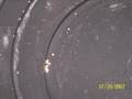 Geocaching Gold Prospecting Panning Finds of 2007