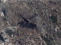 Shove Mom From the Nest!