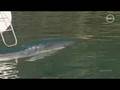 Baby Whale