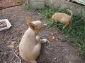 podencos portugueses