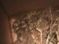 Frosted Mini Wheats the Sanke