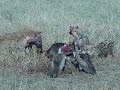 hyenas vultures jackals and deceased wildebeest