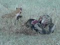 hyenas vultures jackals and deceased wildebeest