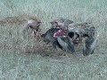 hyenas vultures jackals and deceased wildebeest
