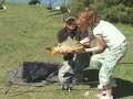 Family Carp Fish-in Family Carp Fish-in