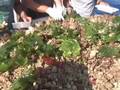 Seaweeds & invertebrates of the SE Gulf of Mexico, Pt. 1
