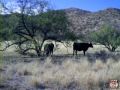Cattle drive 2009 Grapevine Canyon Ranch