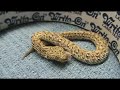 Pet or Not a Pet..Plus Speedy Peringueyi