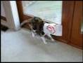 Cat Elephant Walk