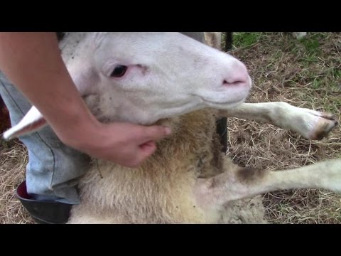 how to cure foot rot