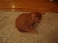 Silly Cats Silly Cats