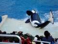 videos de Sea world4 of 6 by Pramod.MPG